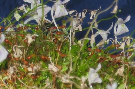 gallery_12008_984_14580.jpg