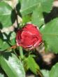 tn_gallery_4383_986_16820.jpg