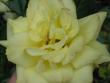 tn_gallery_4383_986_1827.jpg