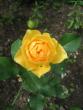 tn_gallery_4383_986_46352.jpg