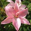 tn_gallery_14_223_28343.jpg