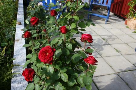 gallery_5169_702_17362.jpg