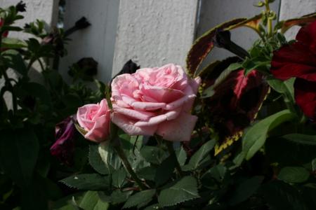 gallery_5169_702_98652.jpg