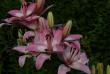 tn_gallery_5169_702_55647.jpg