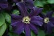 tn_gallery_5169_702_695.jpg