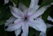 tn_gallery_5169_702_94716.jpg