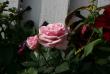 tn_gallery_5169_702_98652.jpg
