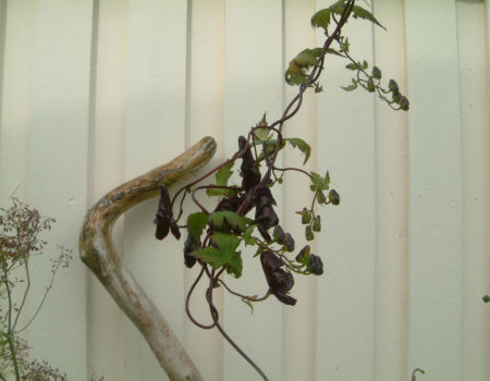 gallery_7440_1002_5625.jpg