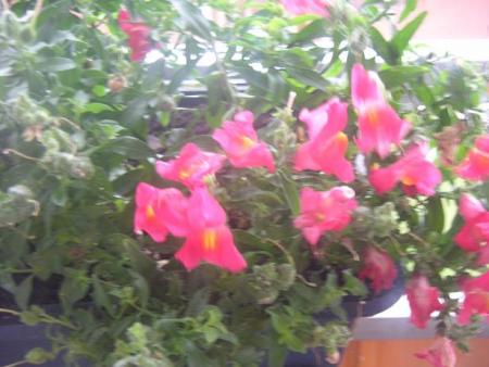 gallery_12066_1000_5669.jpg