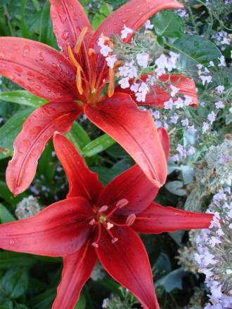 gallery_5714_454_50491.jpg