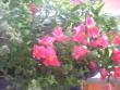 tn_gallery_12066_1000_5669.jpg