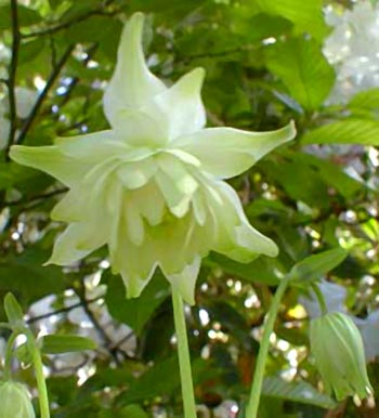 gallery_10225_1011_9610.jpg