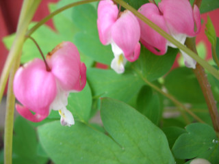 gallery_11568_1004_5574.jpg