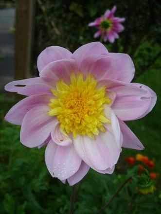 gallery_5307_1007_64313.jpg