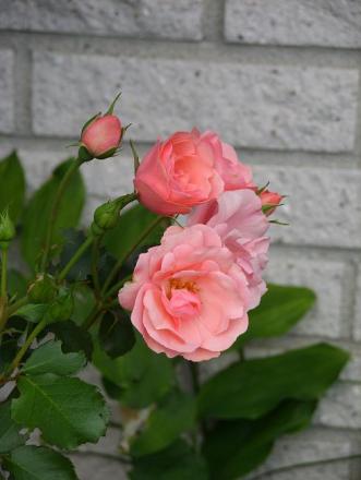 gallery_5307_533_17117.jpg