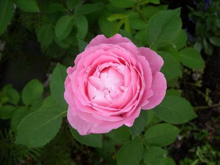 gallery_5307_533_35625.jpg