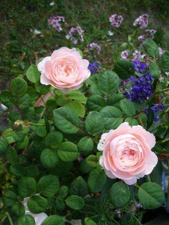 gallery_5307_533_62956.jpg