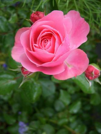 gallery_5307_533_65698.jpg