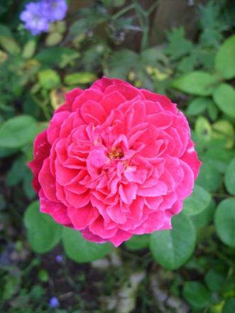 gallery_5307_533_71836.jpg