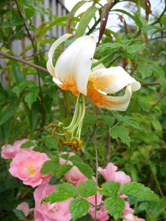 gallery_5307_536_29518.jpg