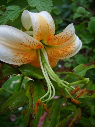 gallery_5307_536_51211.jpg