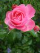 tn_gallery_5307_533_65698.jpg