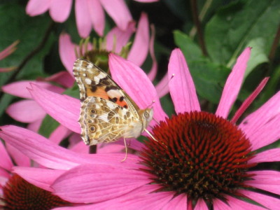 gallery_11016_1014_14854.jpg