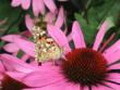 tn_gallery_11016_1014_14854.jpg