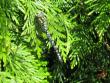 tn_gallery_11016_1014_93315.jpg