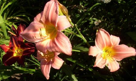gallery_68_599_124315.jpg