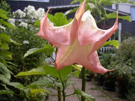 gallery_68_599_14355.jpg