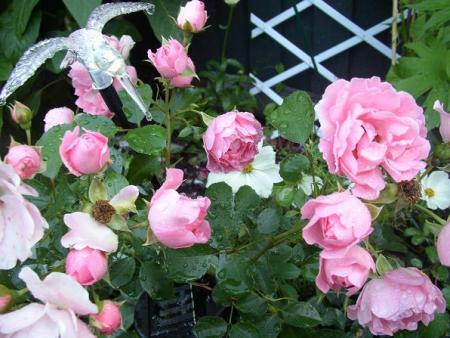 gallery_68_599_2311.jpg