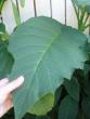 tn_gallery_5006_958_32766.jpg