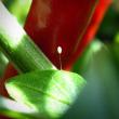 tn_gallery_5306_643_10496.jpg