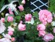 tn_gallery_68_599_2311.jpg