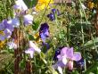 tn_gallery_9461_278_103142.jpg