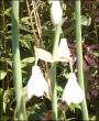 tn_gallery_9461_278_179899.jpg
