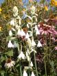 tn_gallery_9461_278_260376.jpg