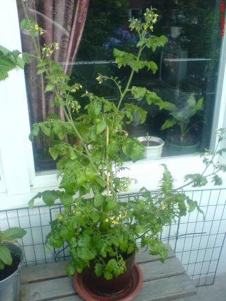 gallery_10811_628_105659.jpg
