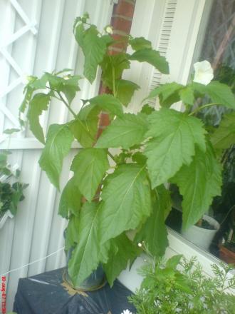 gallery_10811_693_40228.jpg