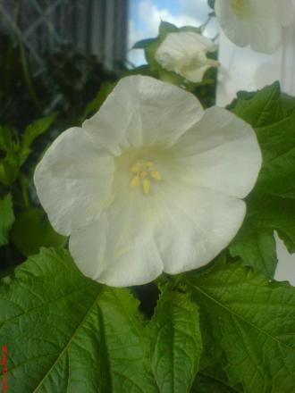 gallery_10811_693_49252.jpg