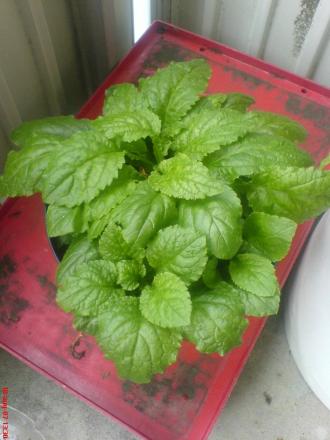 gallery_10811_722_330886.jpg