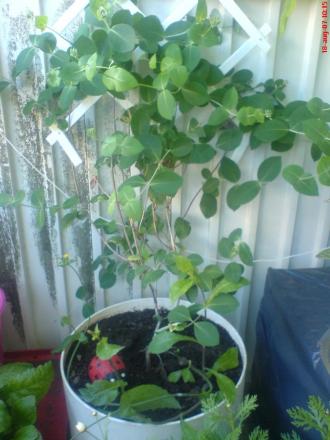 gallery_10811_807_100325.jpg
