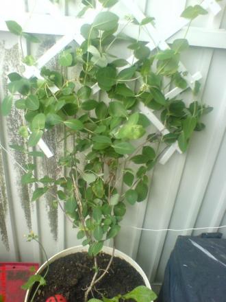 gallery_10811_807_174253.jpg
