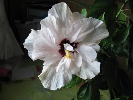 gallery_4113_189_34125.jpg