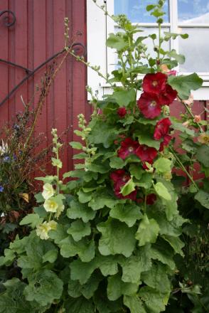 gallery_5169_1018_219555.jpg