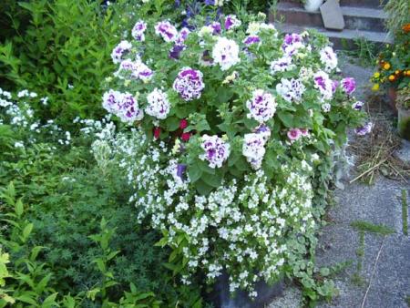 gallery_579_35_49465.jpg