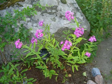 gallery_9134_894_95027.jpg