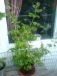 tn_gallery_10811_628_105659.jpg