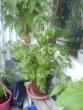 tn_gallery_10811_628_187404.jpg
